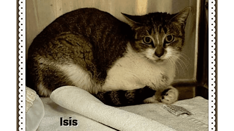 A grey tabby/white cat inside a cage