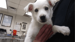 A white labrador retriever held by someone