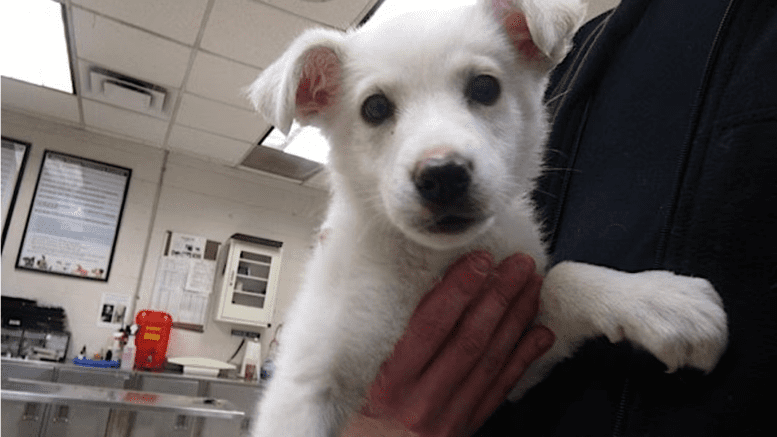 A white labrador retriever held by someone