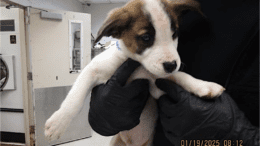 A tri-color hound puppy held by someone