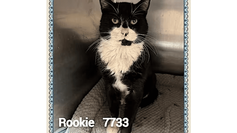 A black/white cat inside a cage, looking at the camera