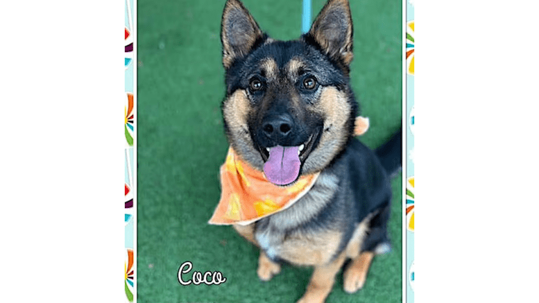 A tri-color shepherd looking happy