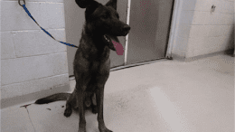 A brown/black Belgian shepherd with tongue's out