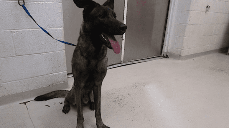 A brown/black Belgian shepherd with tongue's out