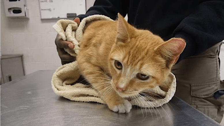 An orange tabby/white cat held by someone behind