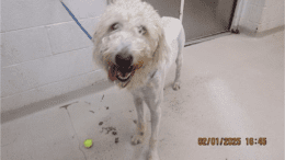 A white/tan poodle looking happy