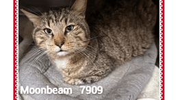 A tabby/white cat loafed at a cage