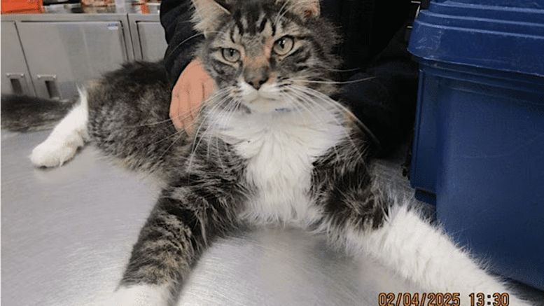 A tortoiseshell cat held by someone behind