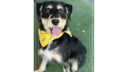 A tri-color terrier with a yellow scarf