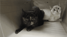 A tortoiseshell cat inside a cage with a white cat