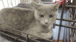 A muted tortoiseshell inside a cage