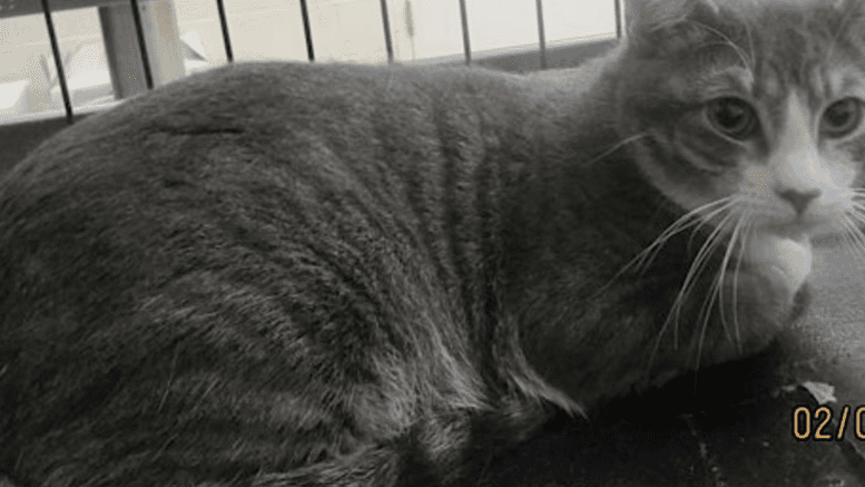 A grey tabby/white cat inside a cage