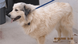 A white/grey great Pyrenees with a blue leash