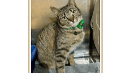 A tabby cat inside a cage, looking at the camera