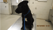 A black/white labrador retriever sitting on a table