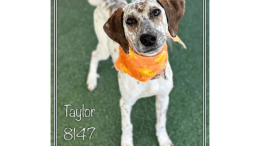 A white/brown hound with an orange scarf