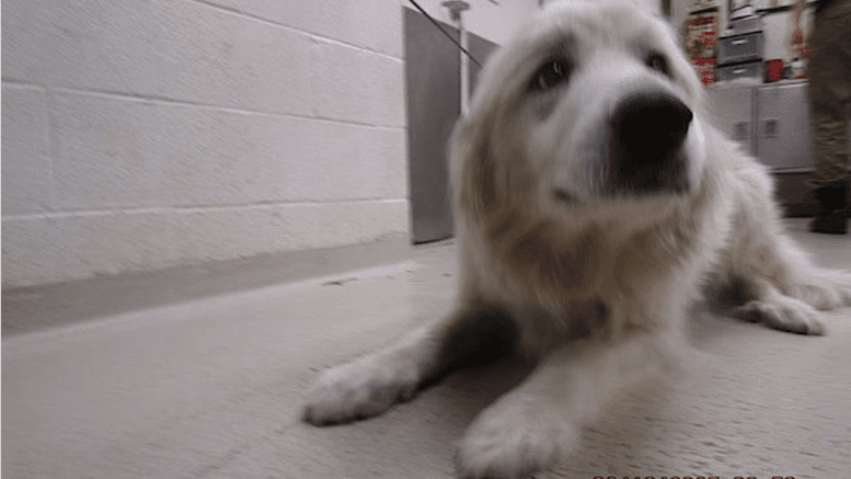 A white great pyrenees on the ground