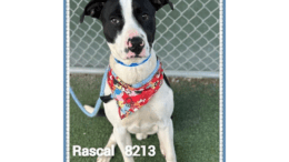 A black/white pointer with a red scarf