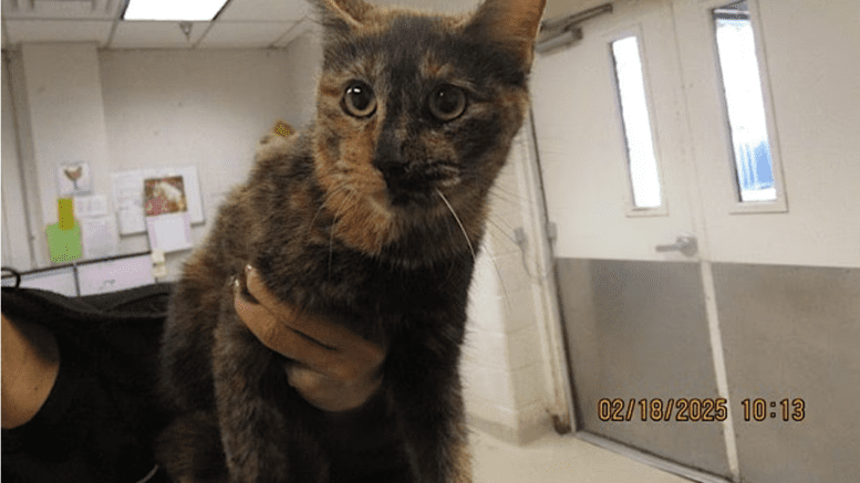 A tortoiseshell cat held by someone