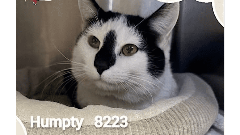 A black/white cat inside a cage