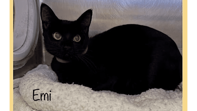 A black cat with a pink collar inside a cage