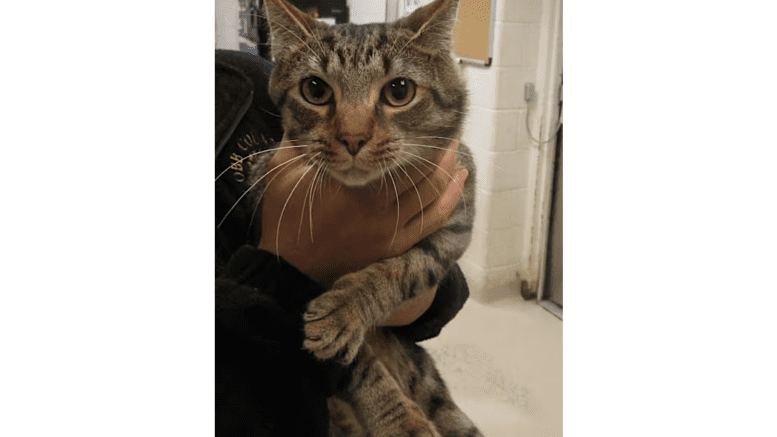 A tabby cat held by someone