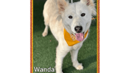 A white Siberian husky with a yellow scarf