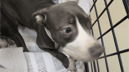 A black/white American pit bull terrier inside a cage