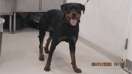 A black/brown rottweiler looking happy