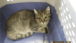 A tabby cat inside a blue cage