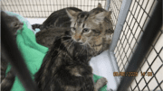 A tabby/white cat inside a cage with other cats