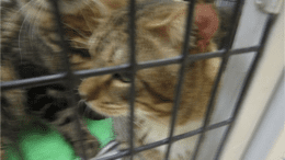 A tabby cat inside a cage with other cats