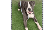 A white/ghost grey American pit bull terrier looking happy