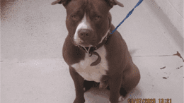 A brown/white American pit bull terrier with a blue leash