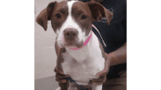 A brown/white American pit bull terrier held by someone behind