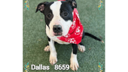 A black/white American pit bull terrier with a red scarf