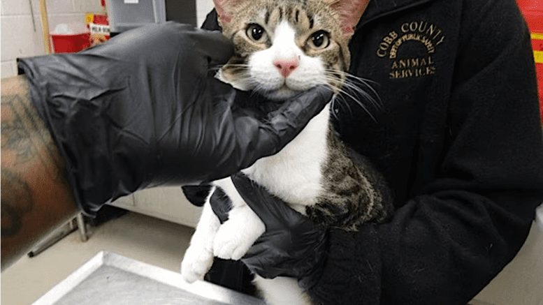 A tabby/white cat held by someone