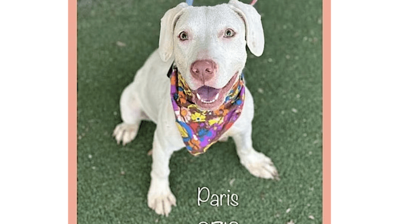 A white hound with a colorful scarf