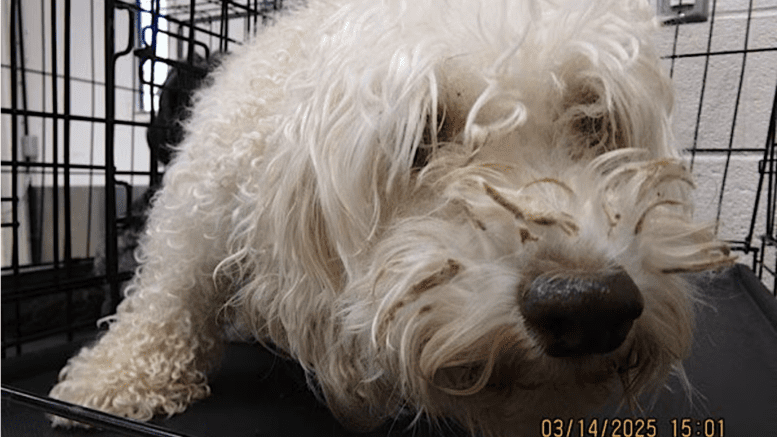 A white poodle inside a cage