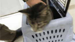 A gray tabby cat coming out from a cage