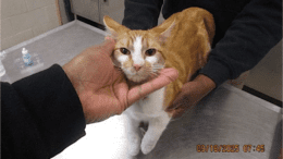 A ginger tabby/white cat held by someone