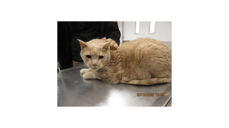 A beige cat sitting on a table