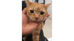 An orange tabby cat with head being held