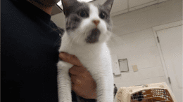 A grey/white cat held by someone