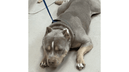 A tri-color American pit bull terrier lying down