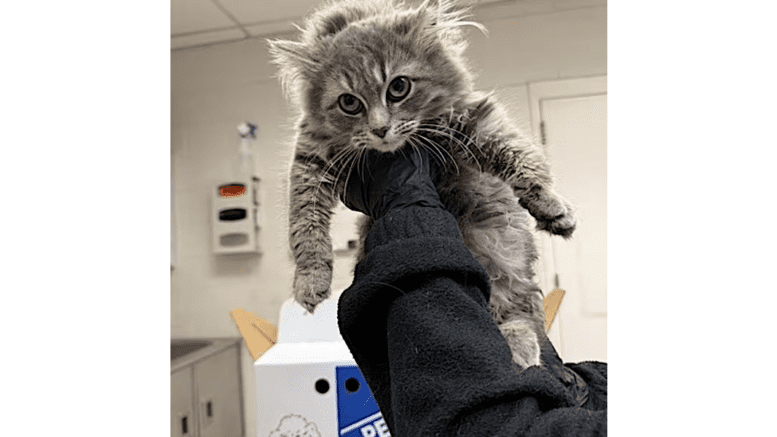 A grey/white cat held by someone