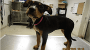 A tri color hound standing on a table
