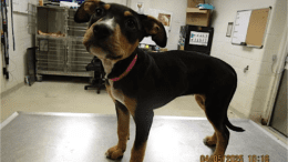 A tri color hound standing on a table