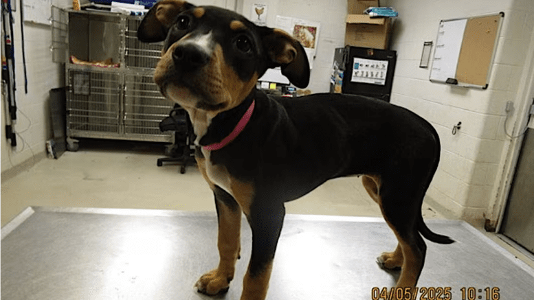 A tri color hound standing on a table
