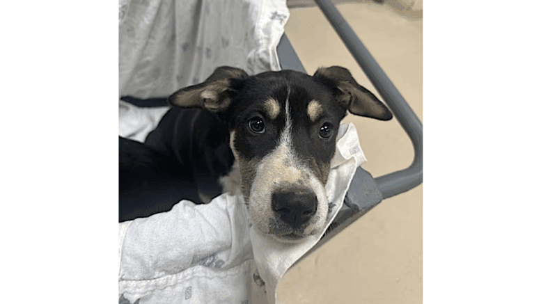 A tri-color hound puppy in a stroller